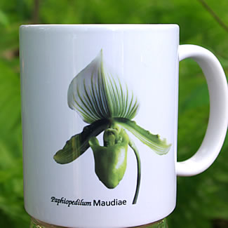 mug DS-009 Paph Maudiae 7028.jpg